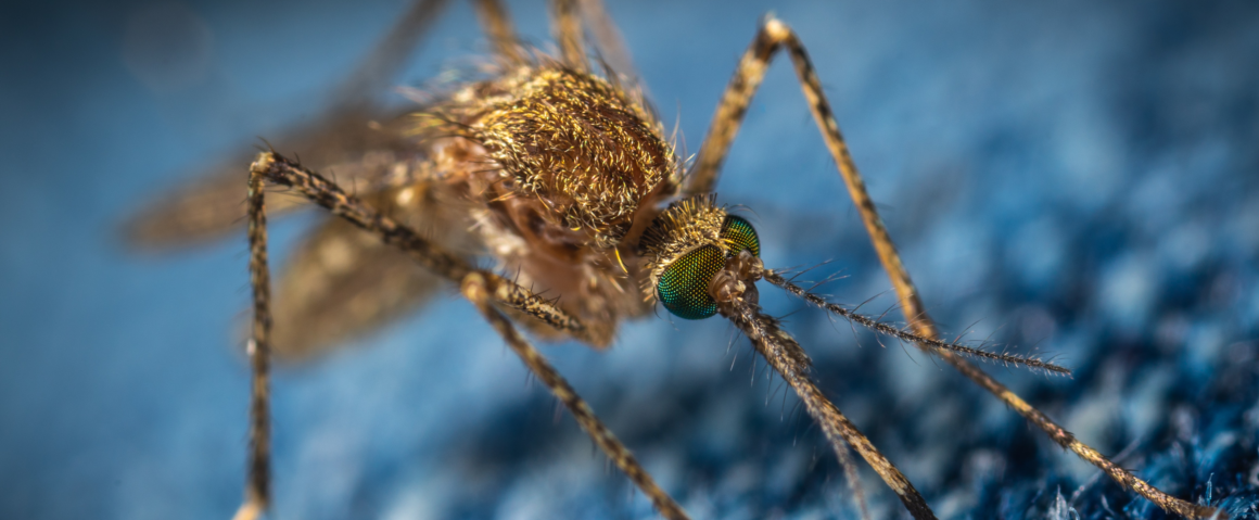 photo of Aedes aeygpti